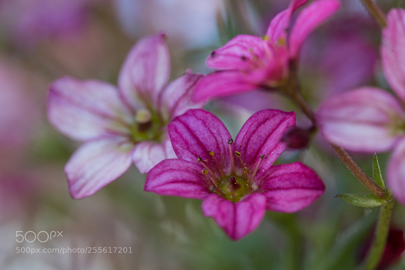 Canon EOS 6D sample photo. Flowers photography