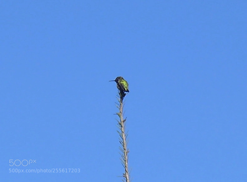 Panasonic Lumix DMC-LX7 sample photo. Humming bird photography
