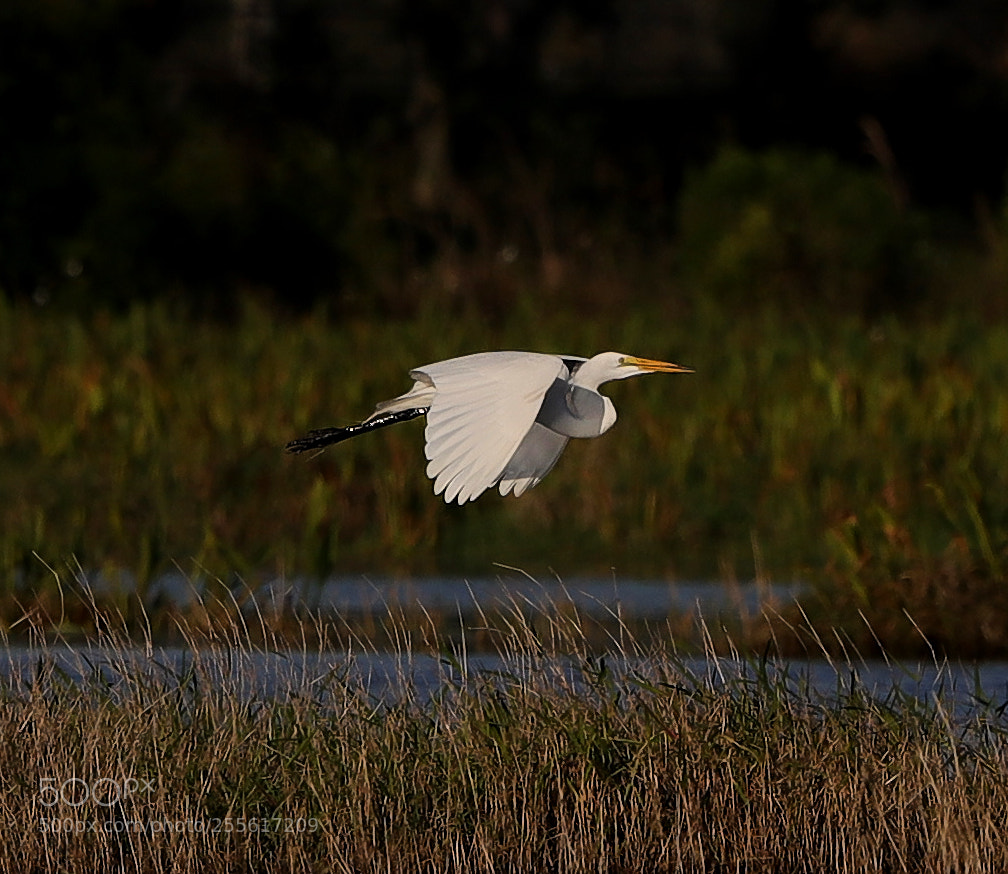 Canon EOS-1D X Mark II sample photo. 04-28-18-0015101.jpg photography