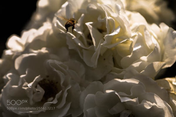 Canon EOS 70D sample photo. Untitled  photography