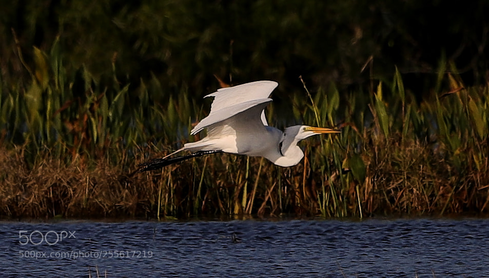 Canon EOS-1D X Mark II sample photo. 04-28-18-0015102.jpg photography