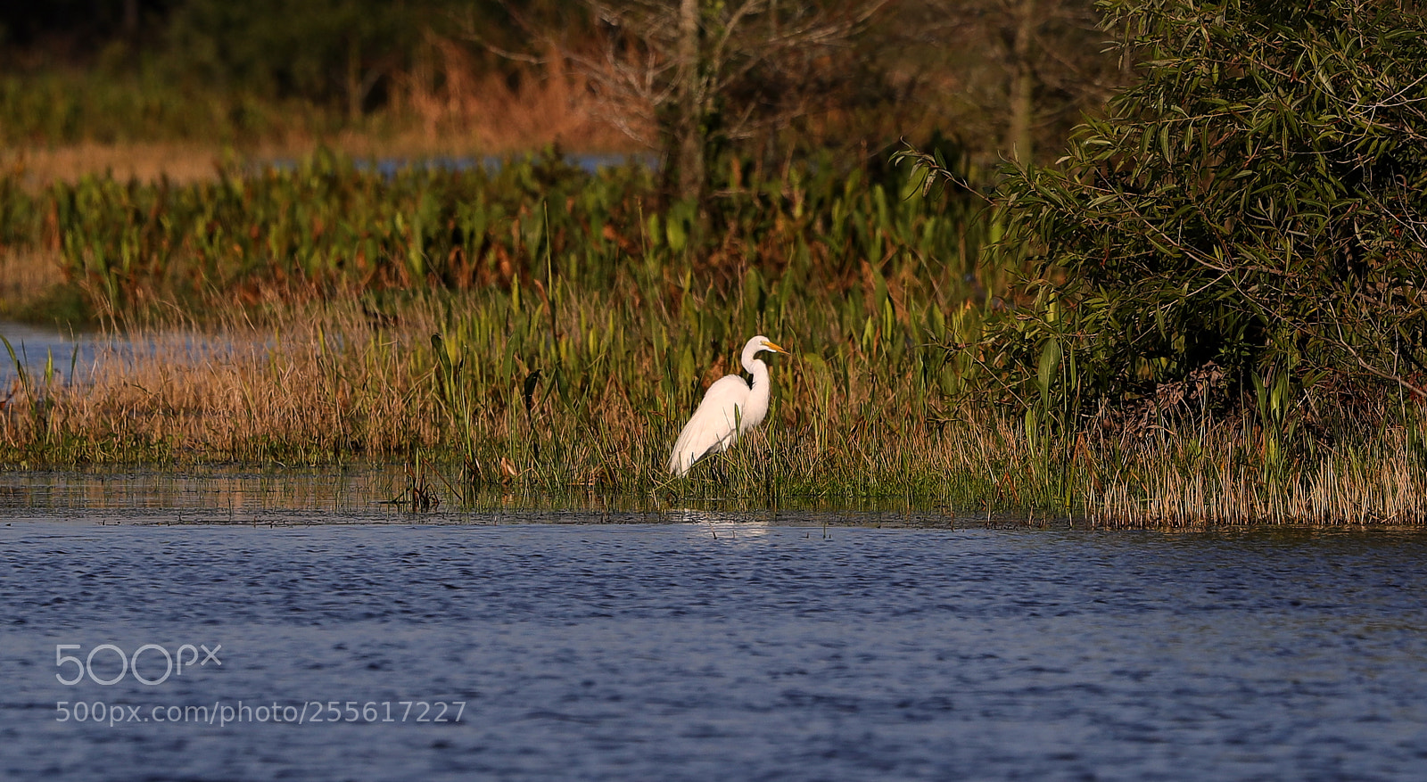 Canon EOS-1D X Mark II sample photo. 04-28-18-0015097.jpg photography