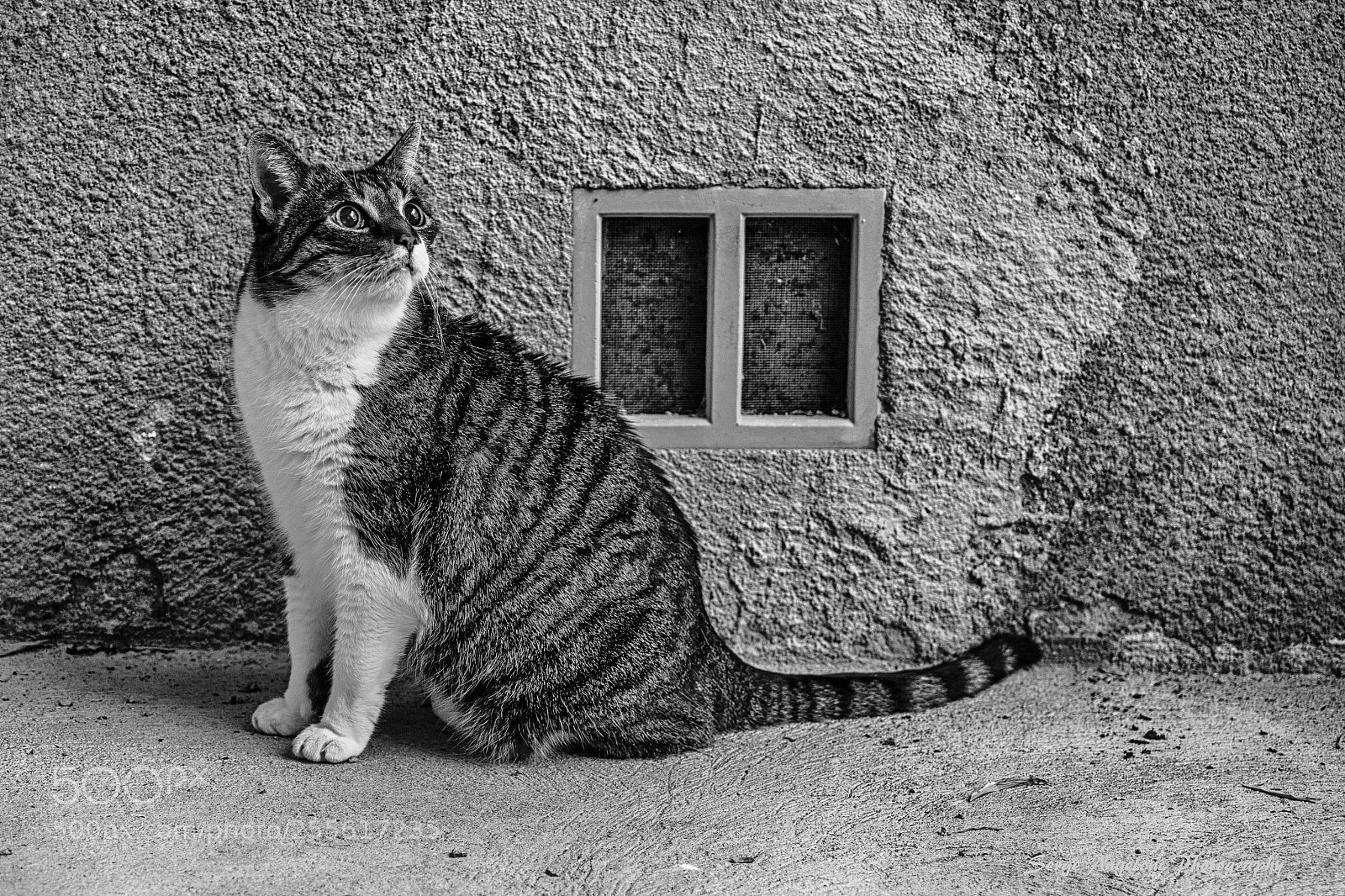 Canon EOS 5D Mark II sample photo. Street cat photography