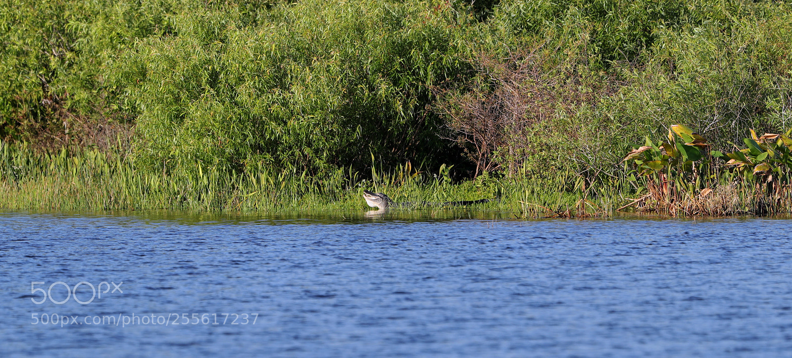 Canon EOS-1D X Mark II sample photo. 04-28-18-0015085.jpg photography