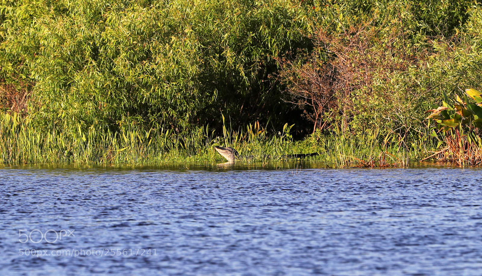 Canon EOS-1D X Mark II sample photo. 04-28-18-0015091.jpg photography