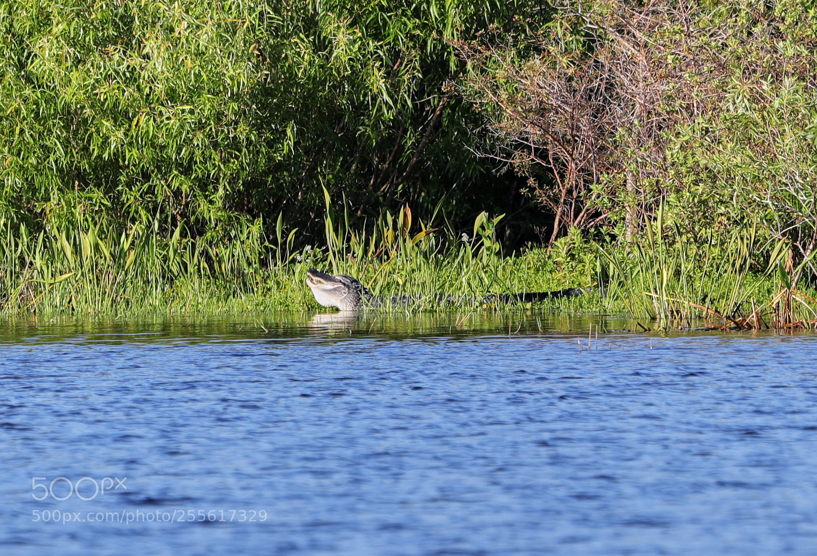 Canon EOS-1D X Mark II sample photo. 04-28-18-0015084.jpg photography