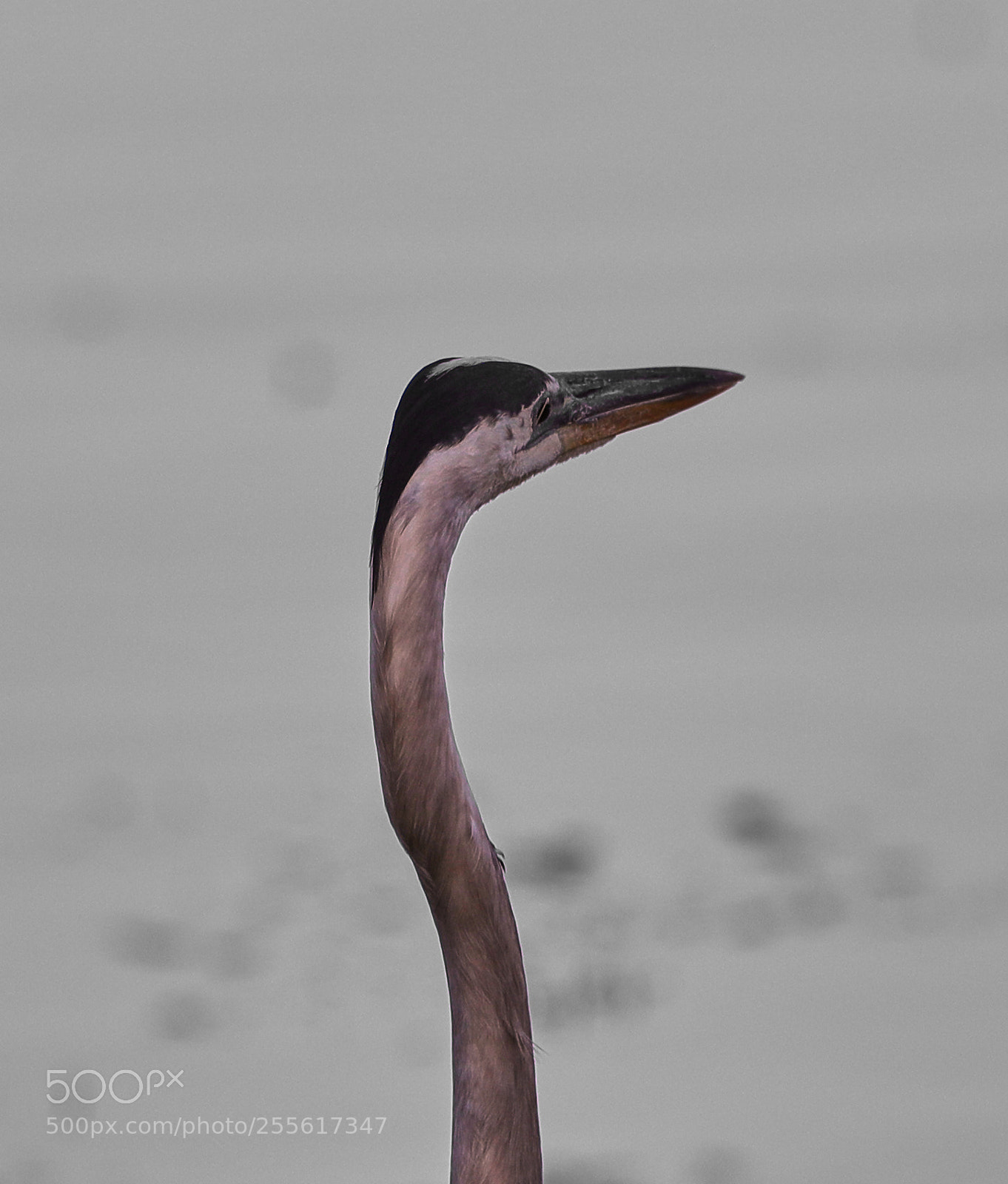 Canon EOS-1D X Mark II sample photo. 04-28-18-0015026.jpg photography