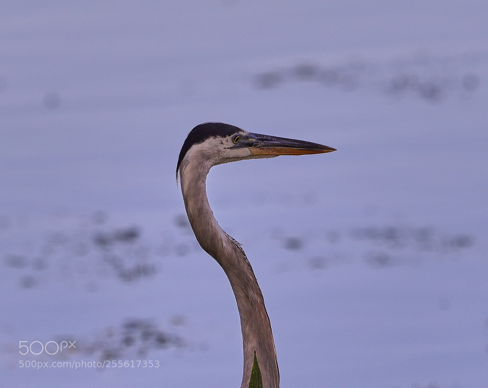 Canon EOS-1D X Mark II sample photo. 04-28-18-0015025.jpg photography