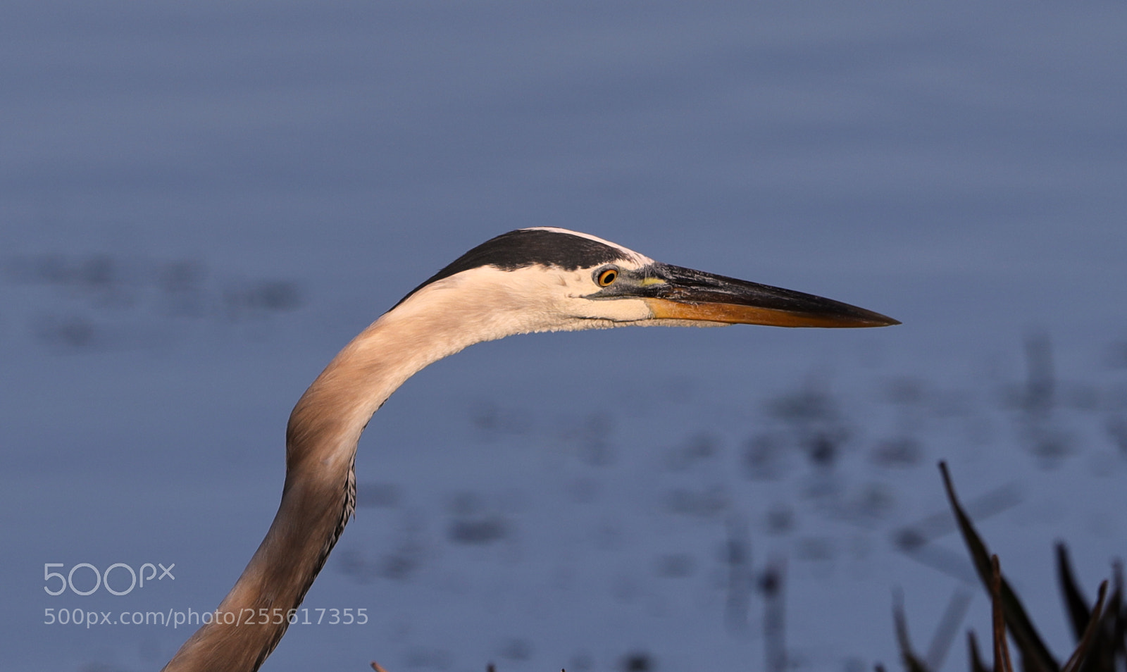 Canon EOS-1D X Mark II sample photo. 04-28-18-0015024.jpg photography