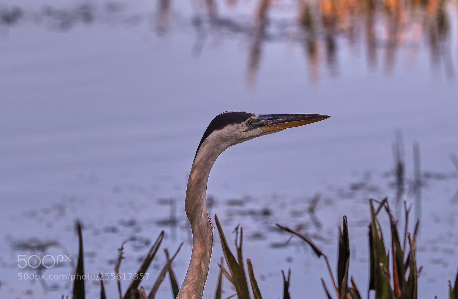 Canon EOS-1D X Mark II sample photo. 04-28-18-0015023.jpg photography