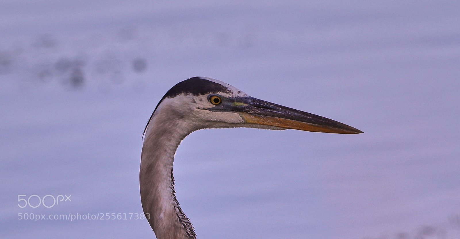 Canon EOS-1D X Mark II sample photo. 04-28-18-0015014.jpg photography