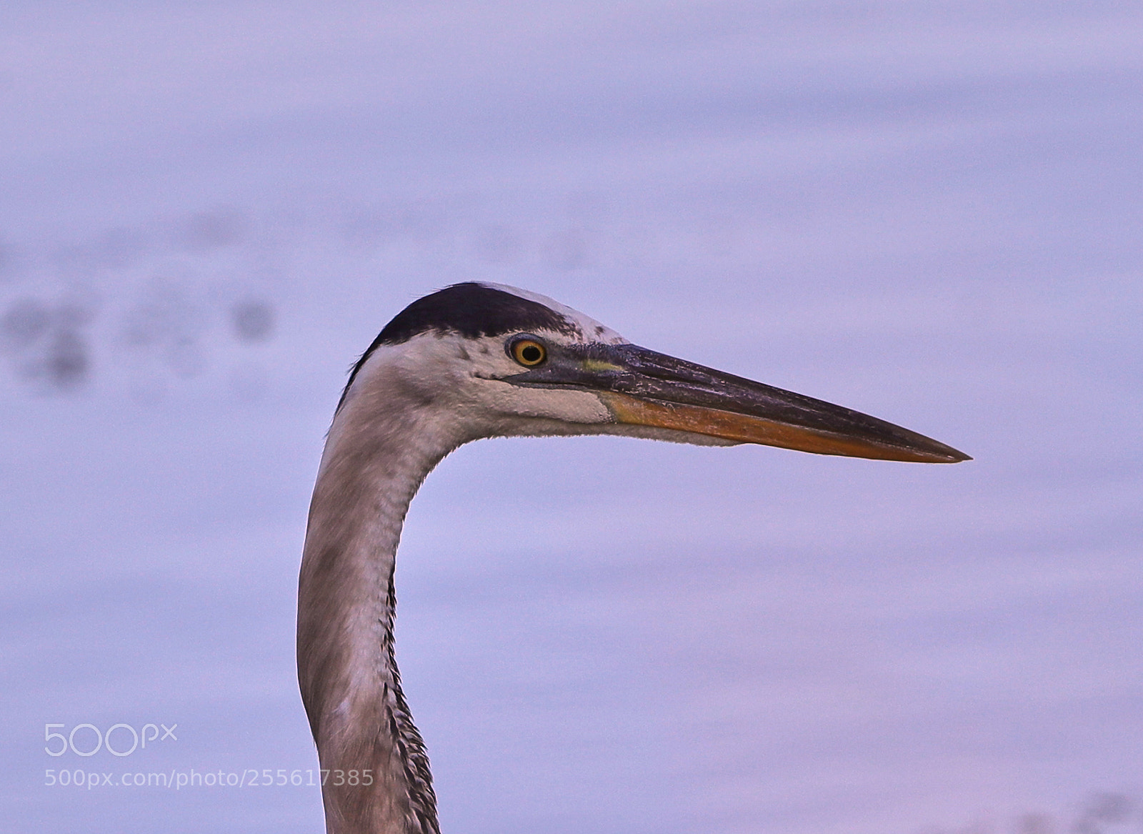 Canon EOS-1D X Mark II sample photo. 04-28-18-0015013.jpg photography