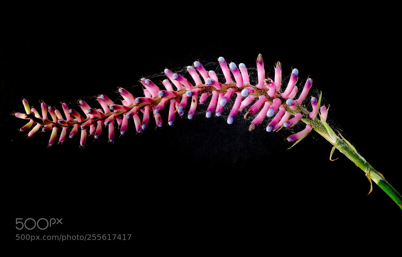 Nikon D7000 sample photo. Matchsticks photography