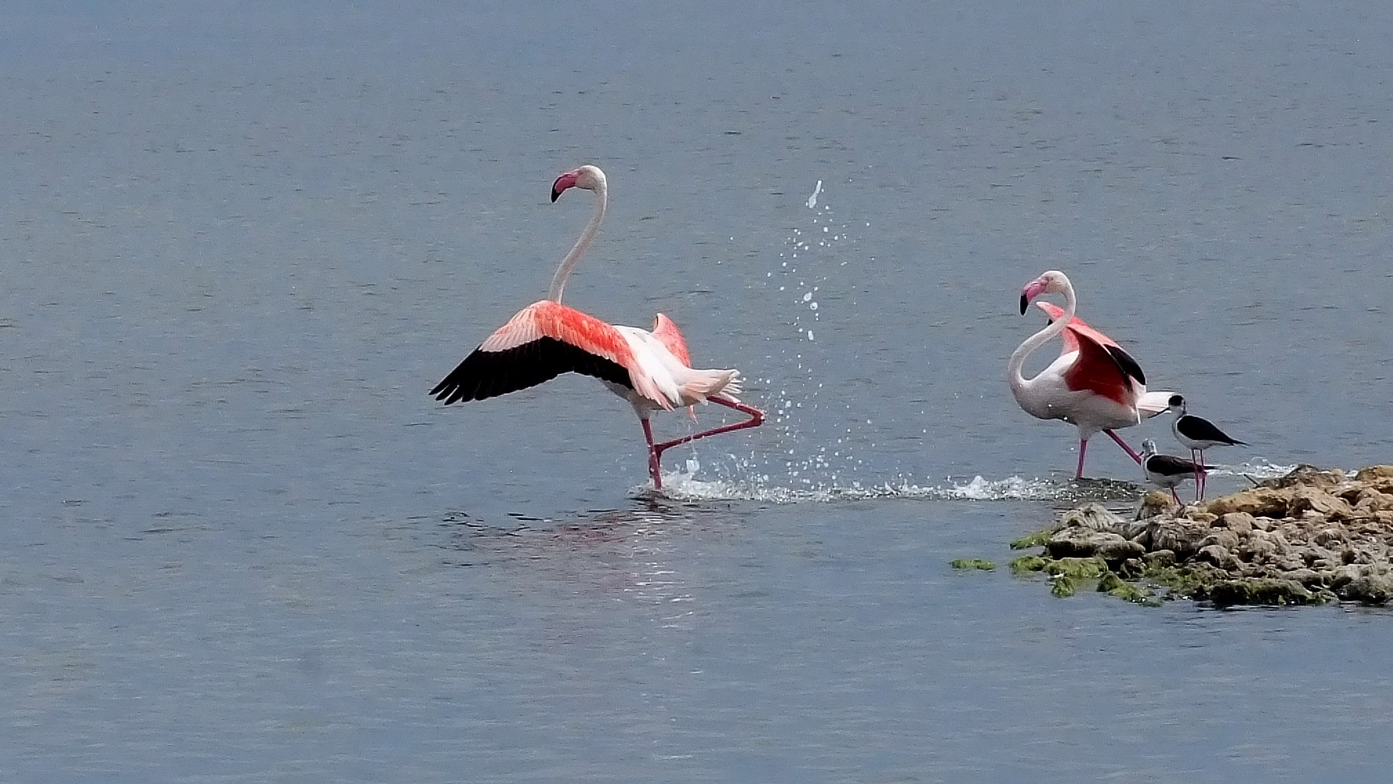 Fujifilm FinePix S5 Pro sample photo. Two flamingos photography