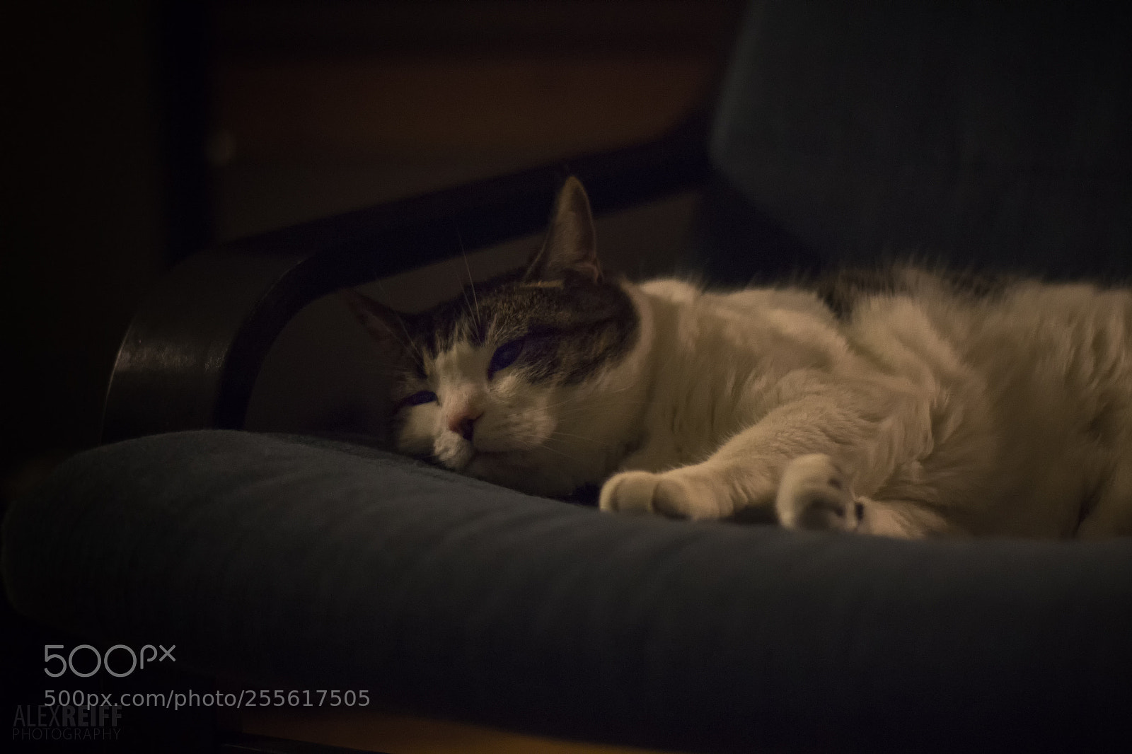 Canon EOS 100D (EOS Rebel SL1 / EOS Kiss X7) sample photo. Sleepy gabby photography