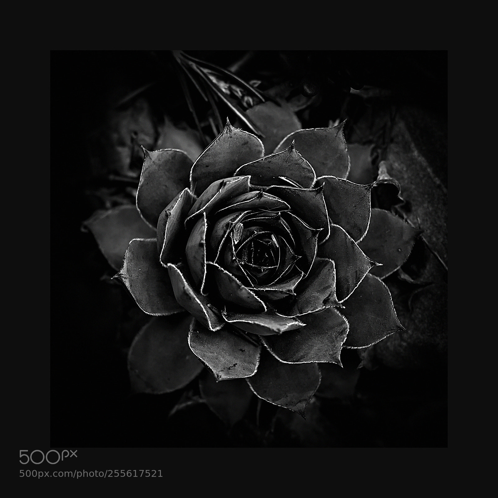 Canon EOS 60D sample photo. Sempervivum photography