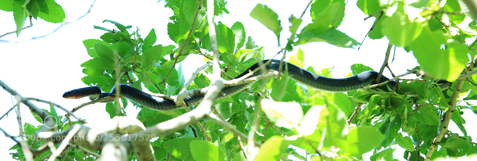 Canon EOS 5D Mark II sample photo. Snake photography