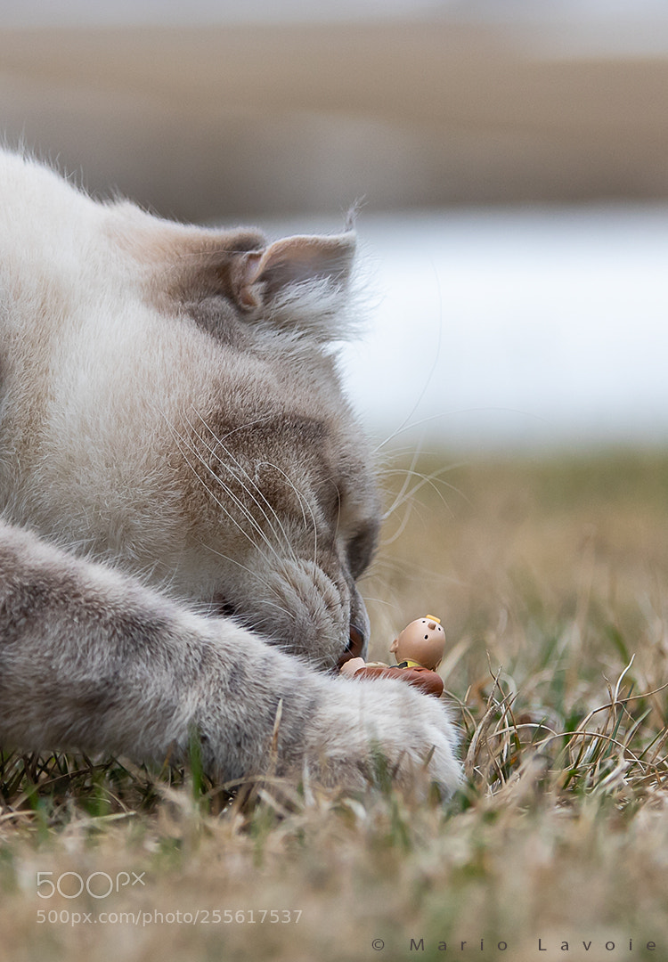 Canon EOS 6D Mark II sample photo. Loghan et tintin photography