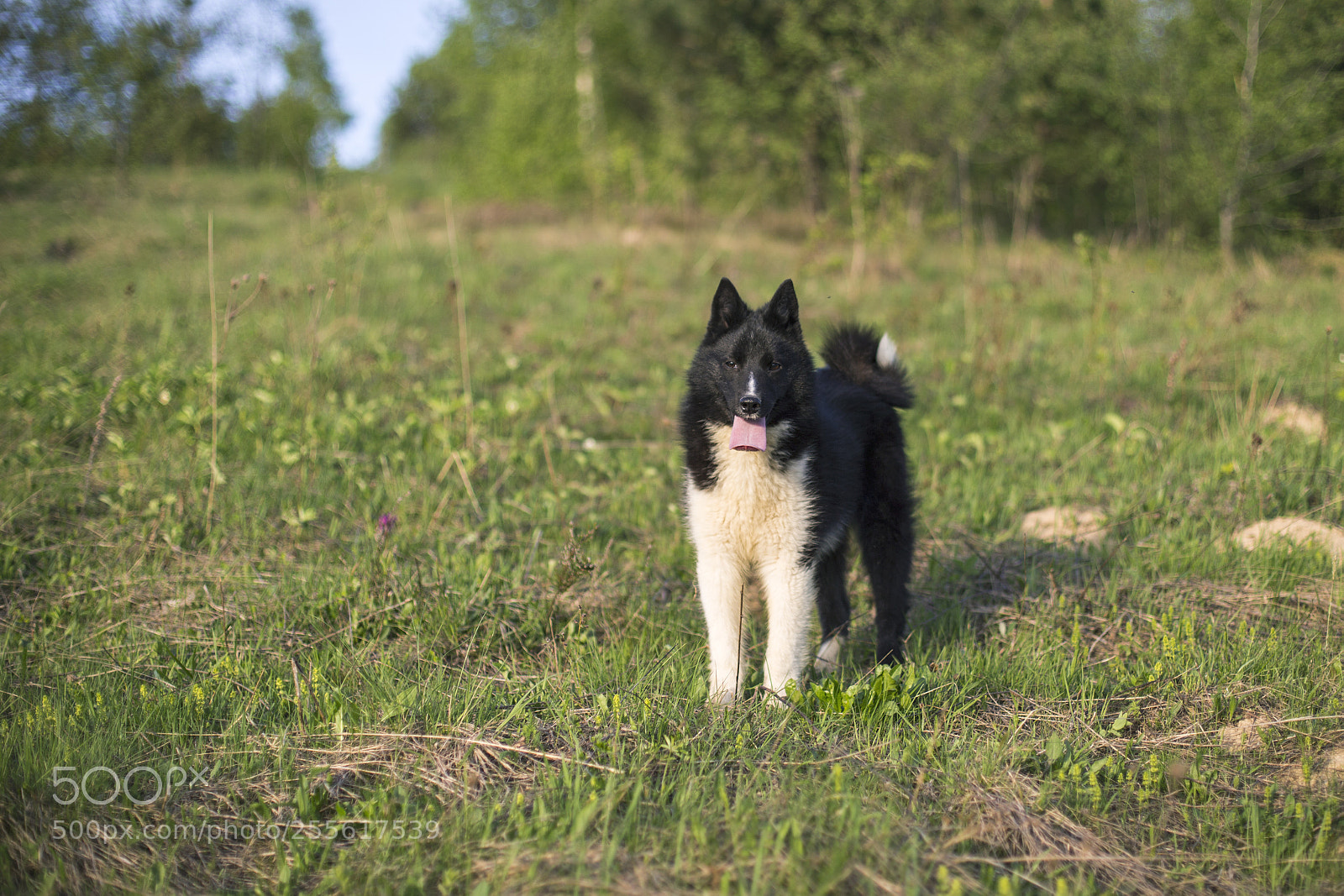 Canon EOS 6D sample photo. Russian-european layka photography