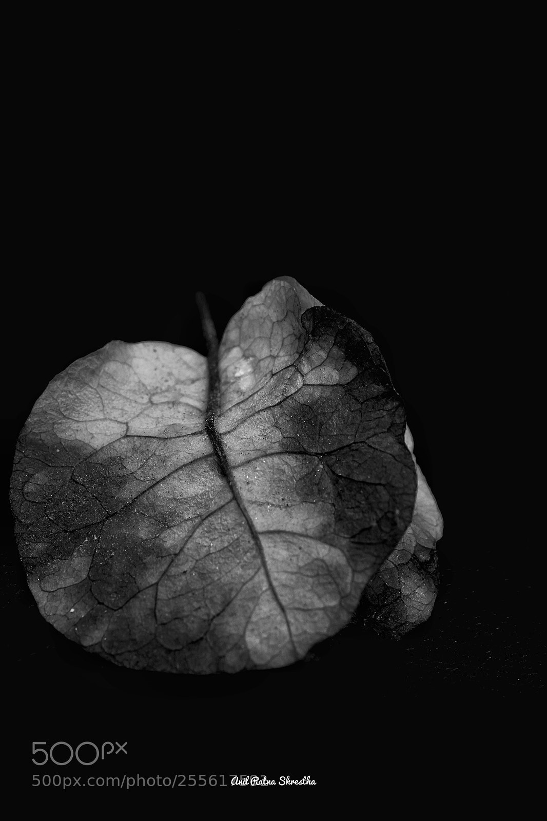 Canon EOS 1300D (EOS Rebel T6 / EOS Kiss X80) sample photo. Leaf photography