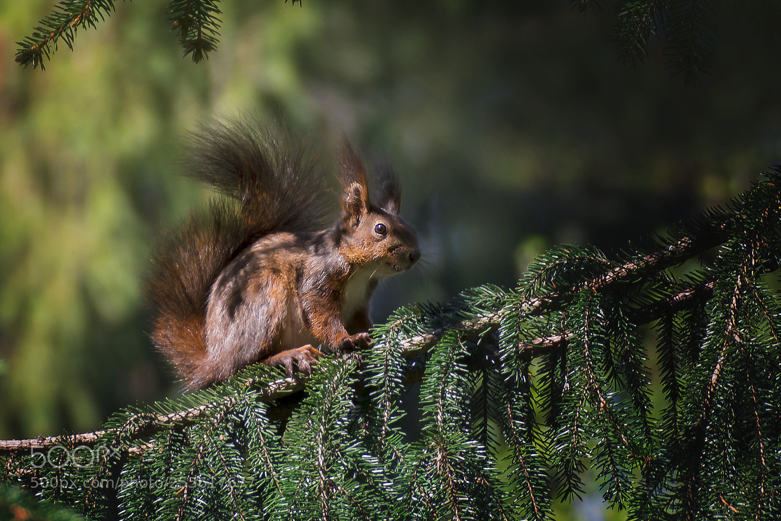 Nikon D7100 sample photo. Little squirell photography