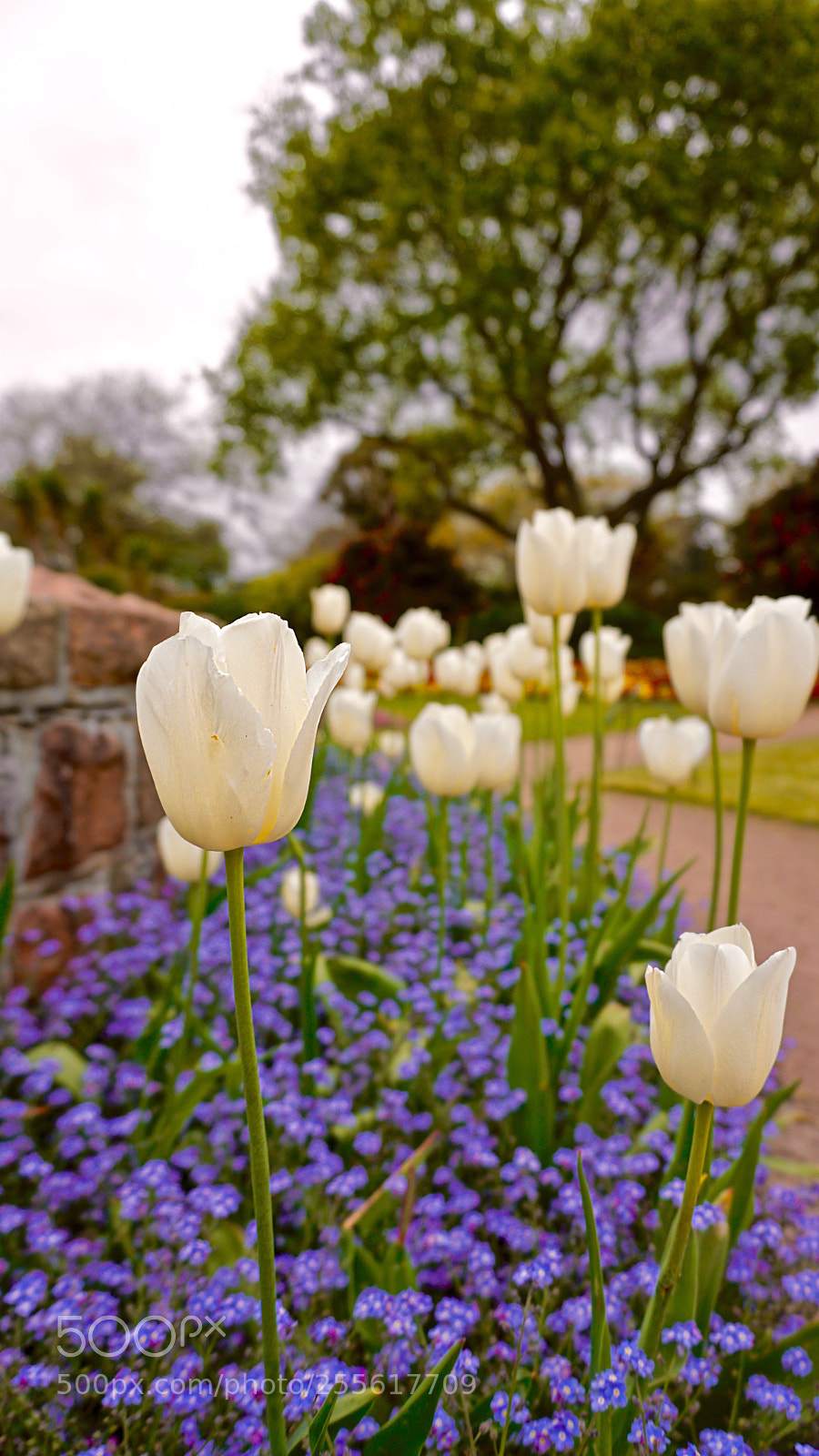 Sony a6300 sample photo. Tulips  photography