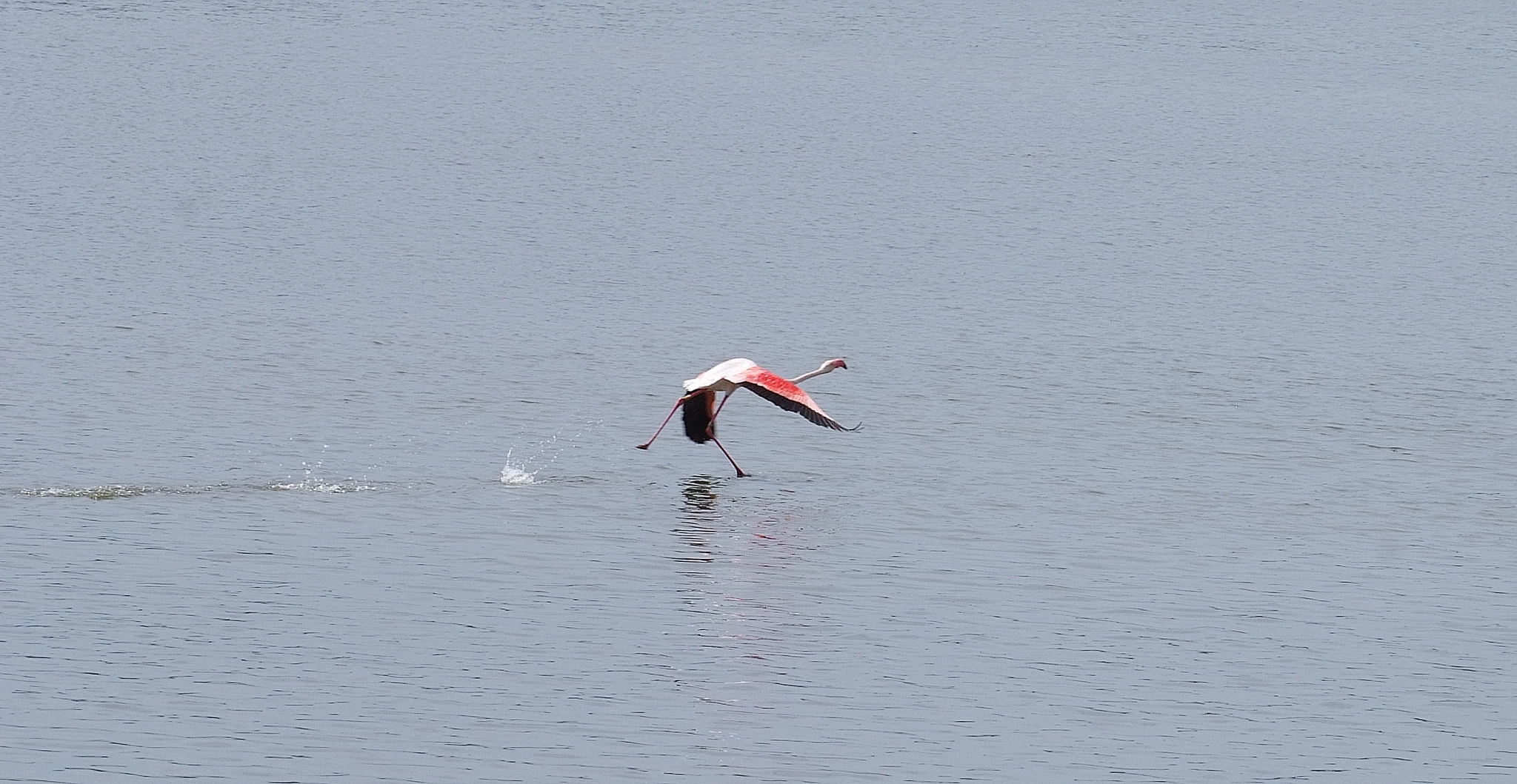Fujifilm FinePix S5 Pro sample photo. One two and fly photography
