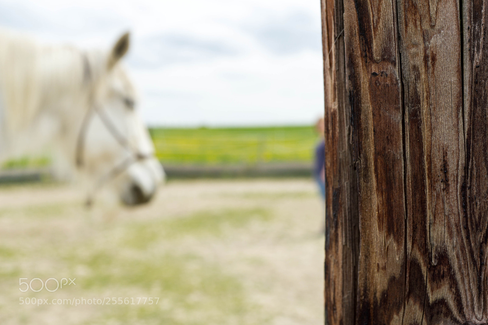 Sony a6000 sample photo. Horse photography