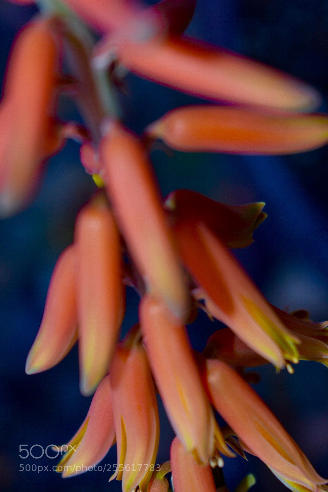 Nikon D3400 sample photo. Aloe vera flora photography