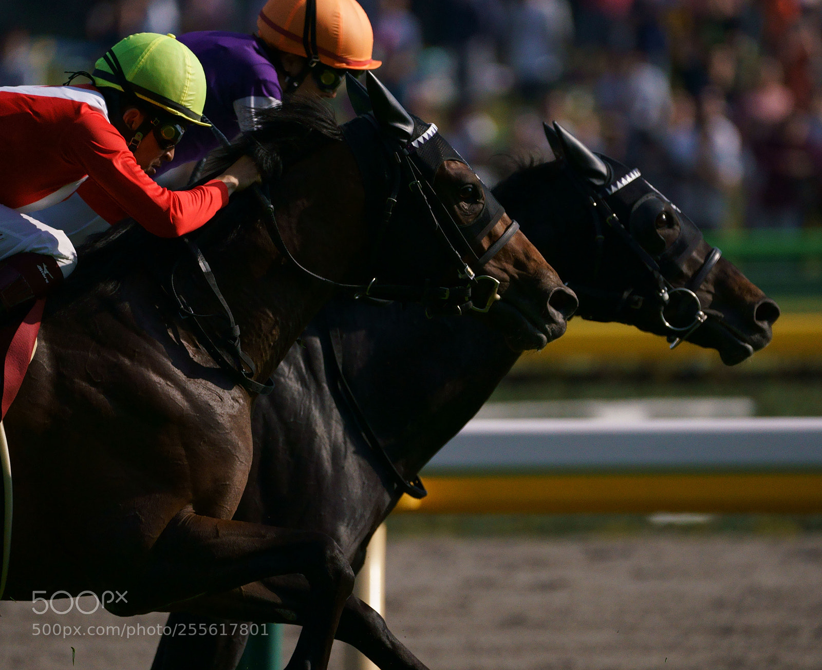 Sony a9 sample photo. Horse race photography