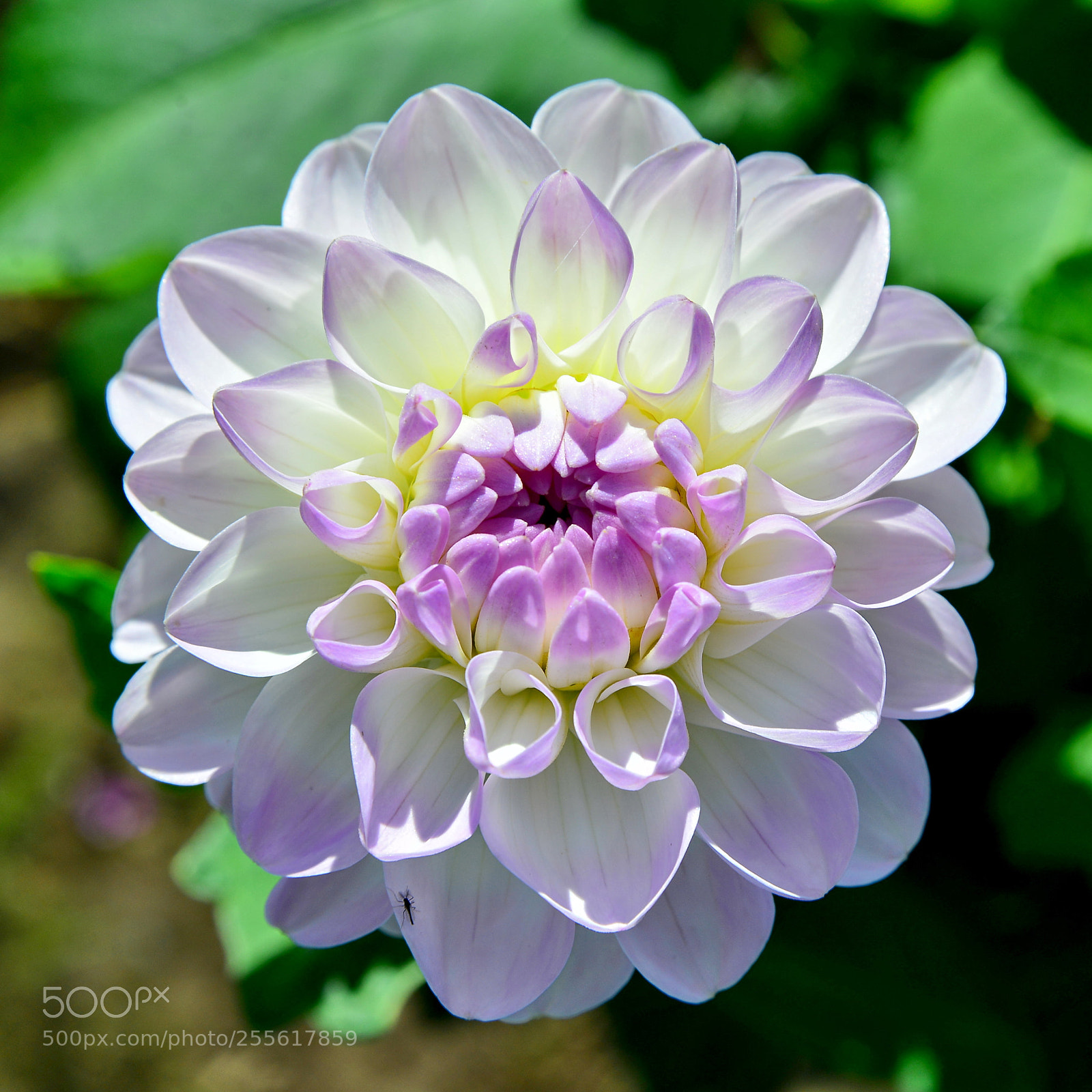 Nikon D600 sample photo. Beautiful dahlia photography