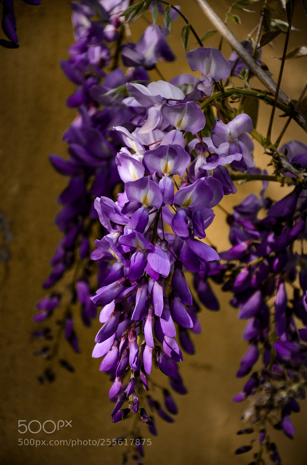 Nikon D7000 sample photo. Wisteria photography