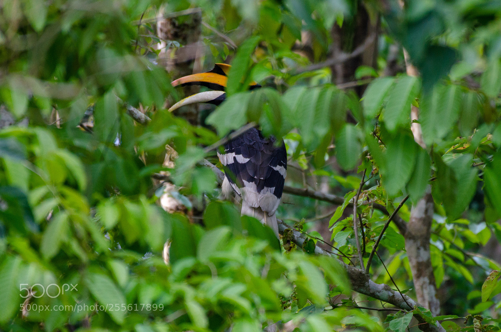 Nikon D7000 sample photo. Hide and seek! photography