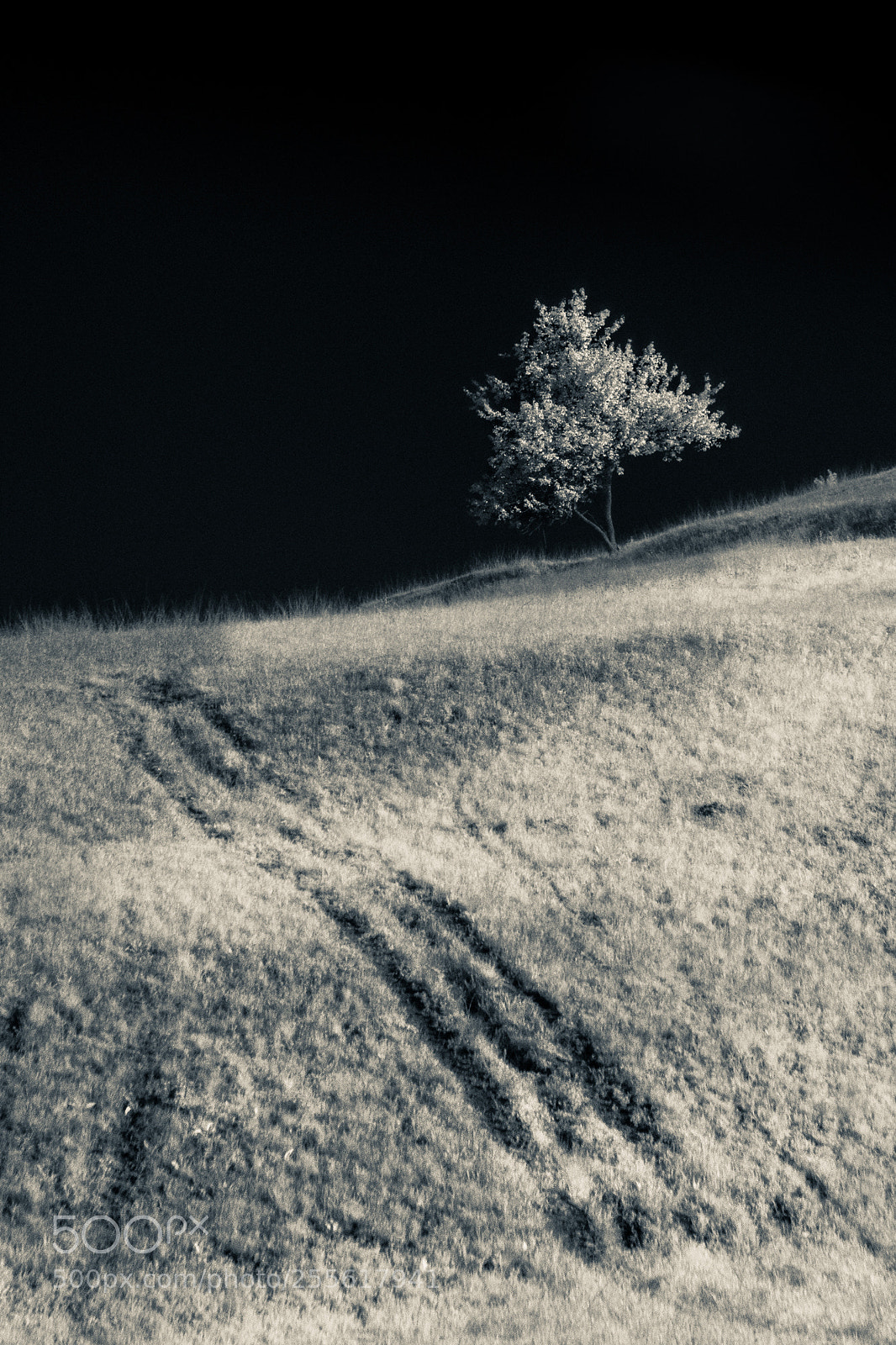 Canon EOS 600D (Rebel EOS T3i / EOS Kiss X5) sample photo. Path to tree photography