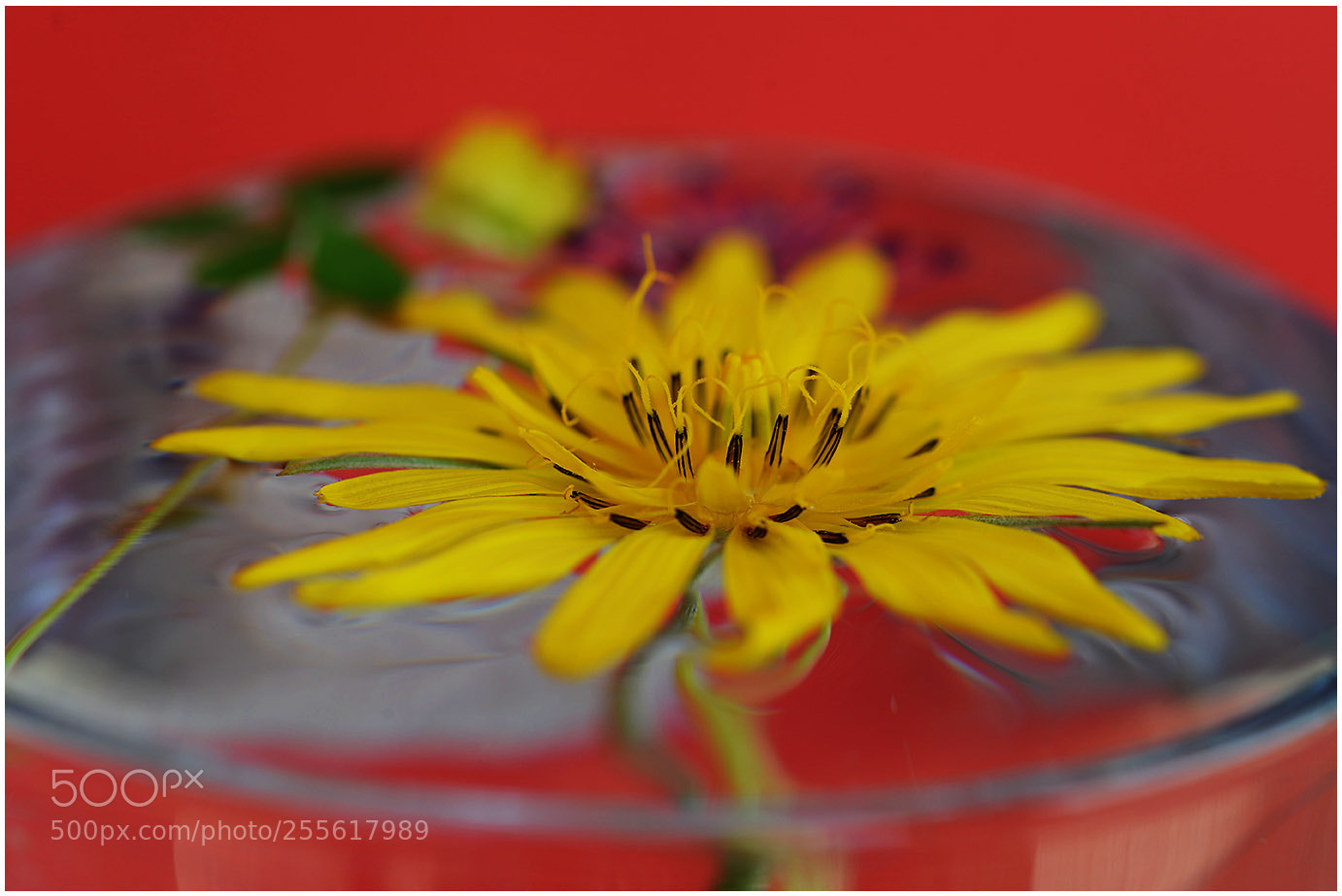 Nikon D600 sample photo. Црножута photography