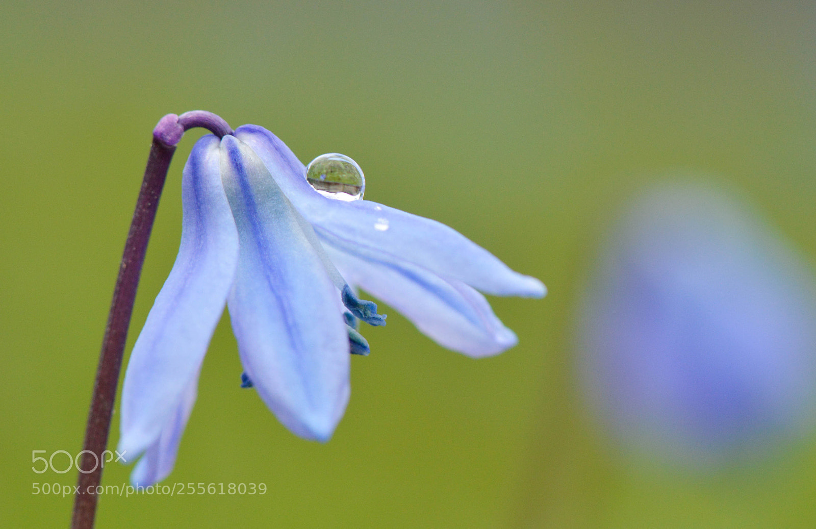 Nikon D3200 sample photo. Siberian squill photography