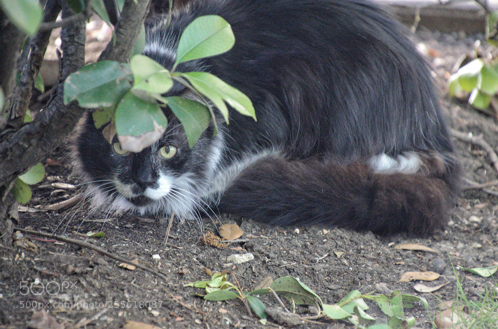 Nikon D5100 sample photo. Peekaboo photography