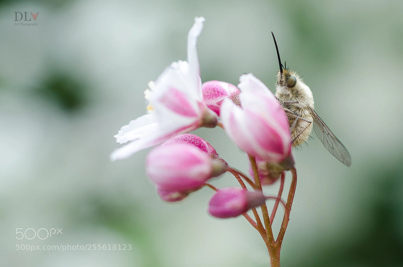 Nikon D7000 sample photo. Bombylius photography
