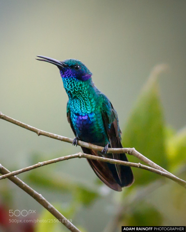 Canon EOS 70D sample photo. Sparkling violetear recinto del photography