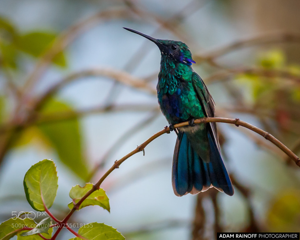 Canon EOS 70D sample photo. Sparkling violetear recinto del photography