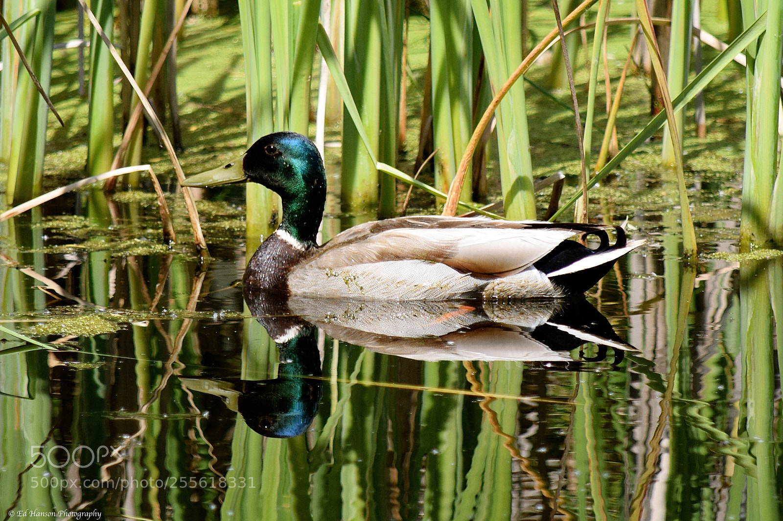 Nikon D3300 sample photo. Reflection in the pond photography