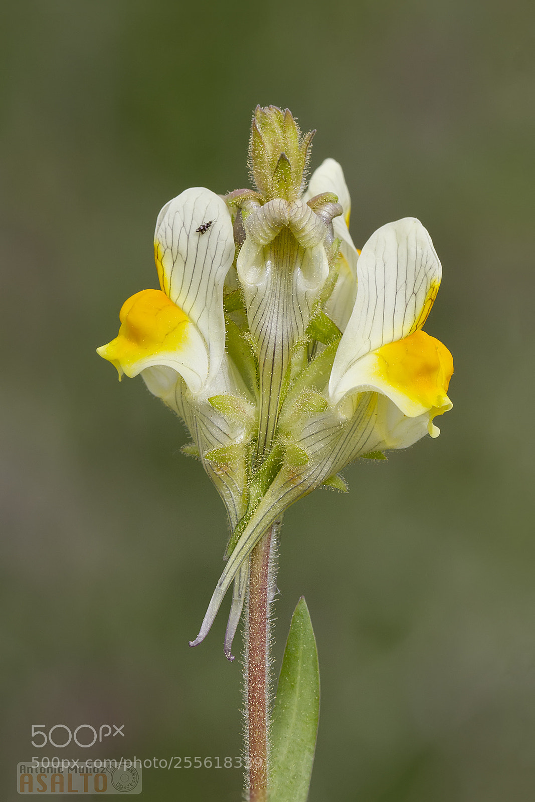 Canon EOS 7D sample photo. Linaria photography