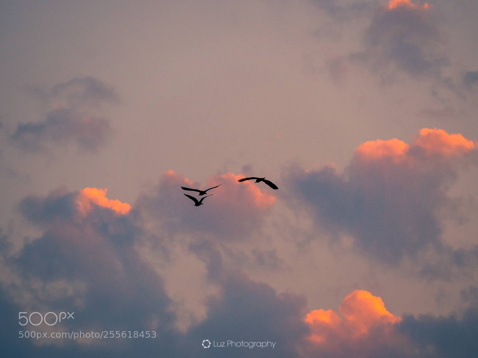 Olympus OM-D E-M10 II sample photo. Fly home photography
