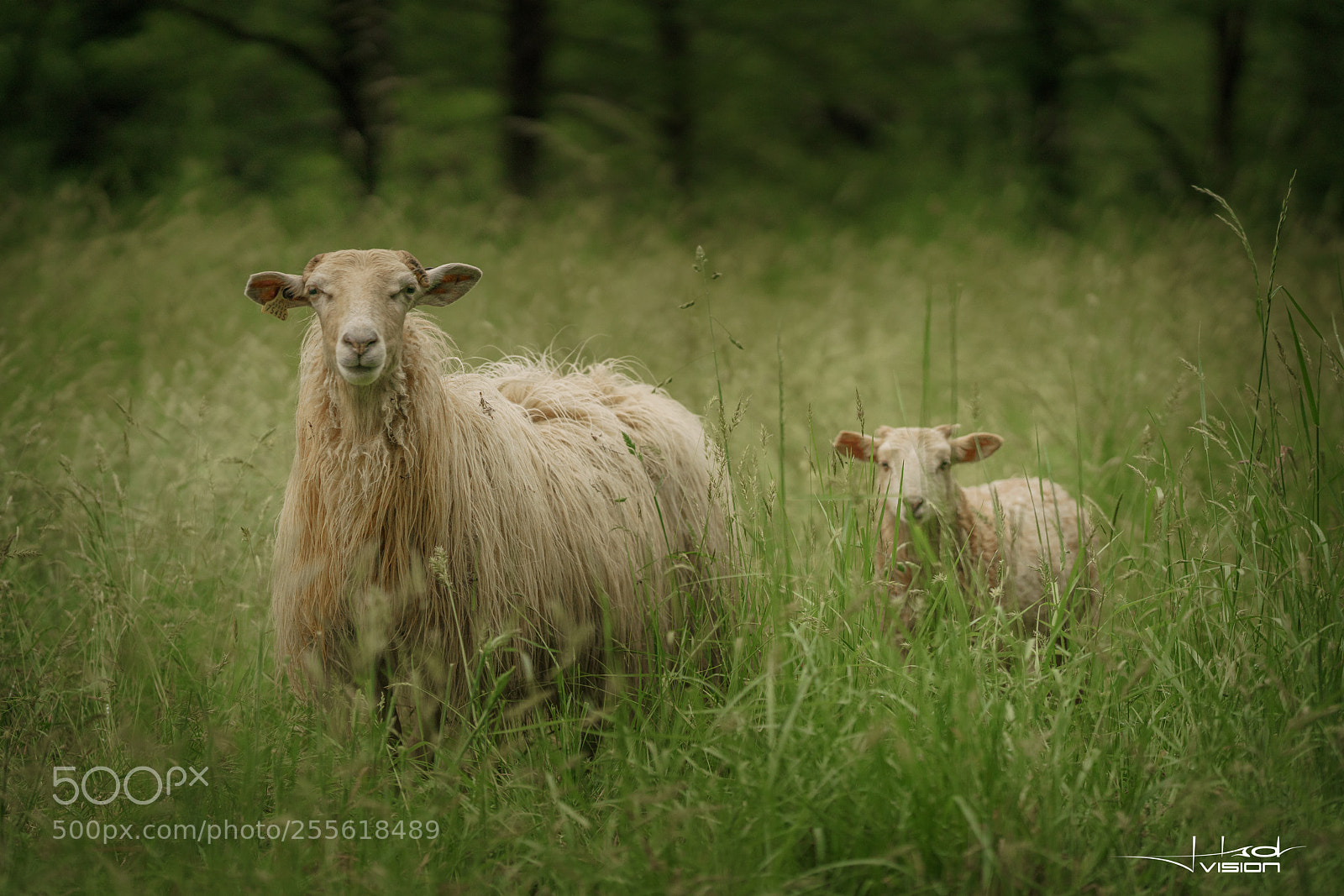 Sony a7R II sample photo. ??☺ photography