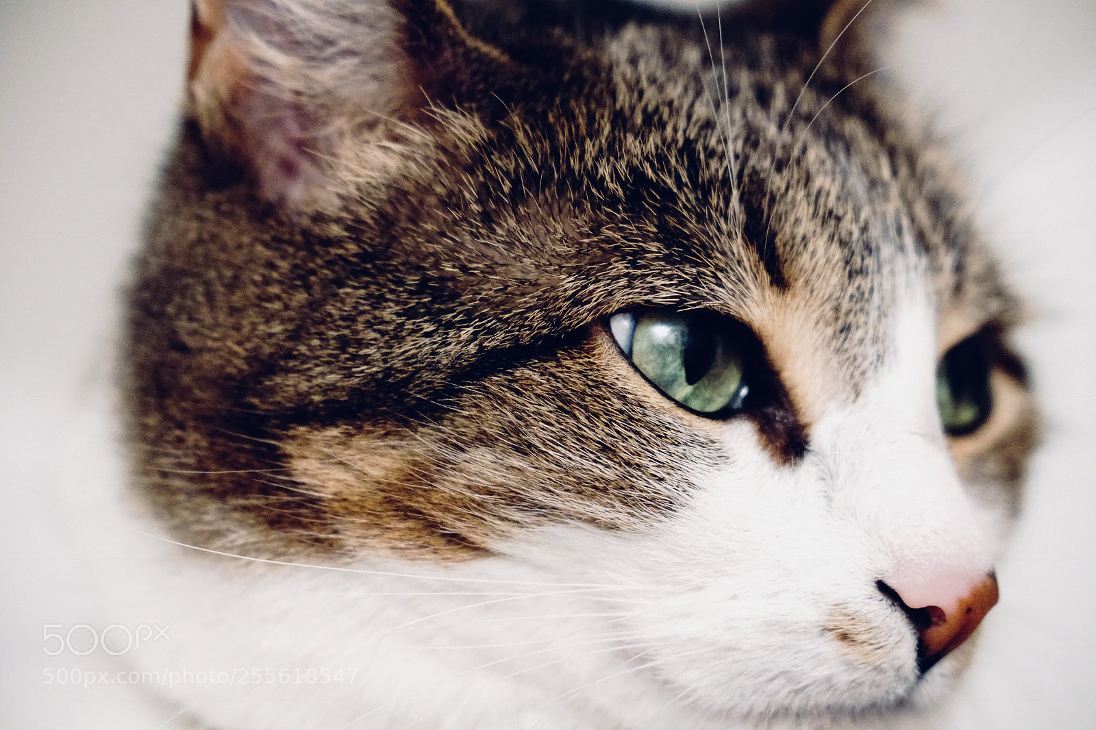 Sony a6300 sample photo. You better not photography