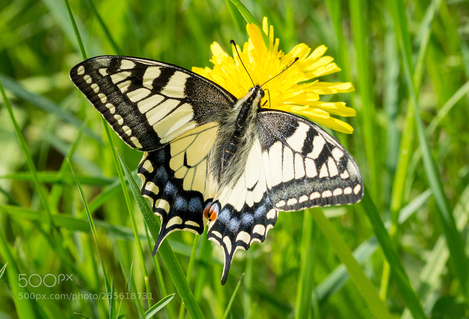 Nikon D5200 sample photo. Butterfly photography