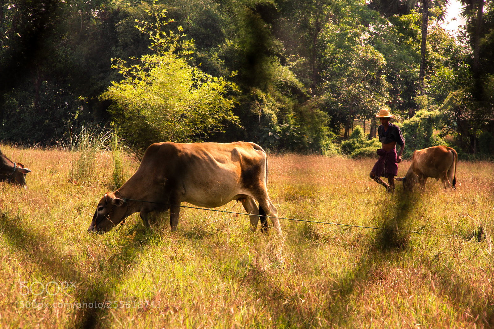 Canon EOS 7D sample photo. Tending cows photography