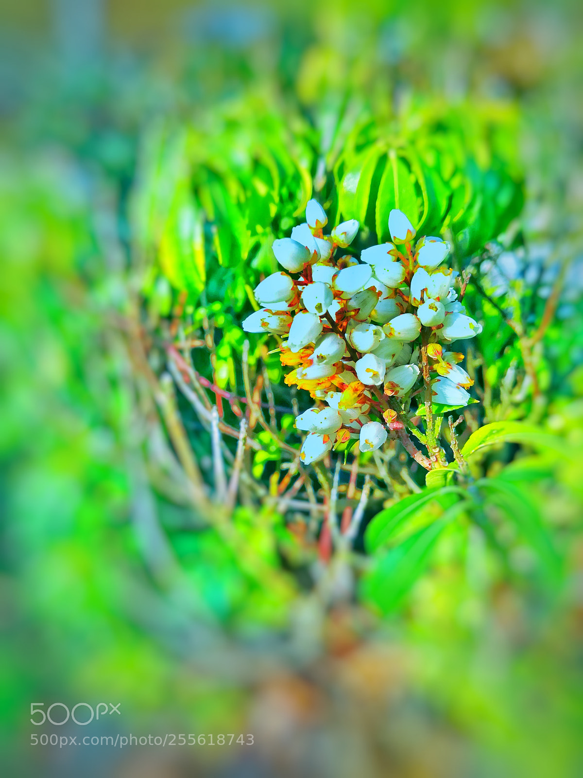 HUAWEI P10 lite sample photo. Flower whit butiful color photography