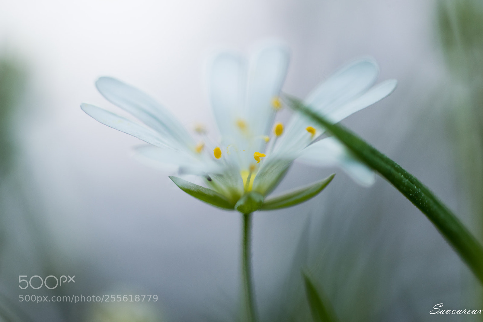 Nikon D5500 sample photo. *** photography