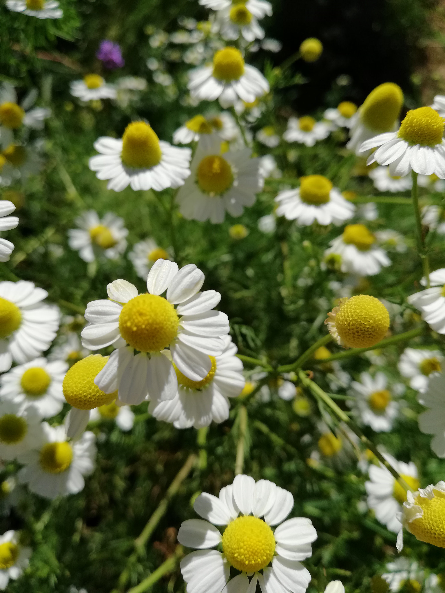 HUAWEI nova 2i sample photo. Flower photography